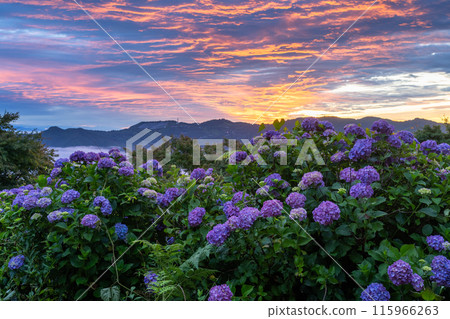 <Saitama Prefecture> Hydrangeas in the sky - Minoyama Park above the clouds <Saitama Prefecture> Hydrangeas in the sky - Minoyama Park above the clouds 115966263