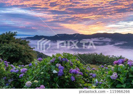 <Saitama Prefecture> Hydrangeas in the sky - Minoyama Park above the clouds 115966266