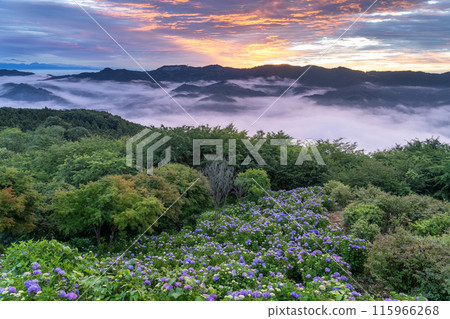 <Saitama Prefecture> Hydrangeas in the sky - Minoyama Park above the clouds <Saitama Prefecture> Hydrangeas in the sky - Minoyama Park above the clouds 115966268