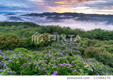 <Saitama Prefecture> Hydrangeas in the sky - Minoyama Park above the clouds 115966270