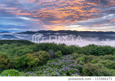 <Saitama Prefecture> Hydrangeas in the sky - Minoyama Park above the clouds 115966271