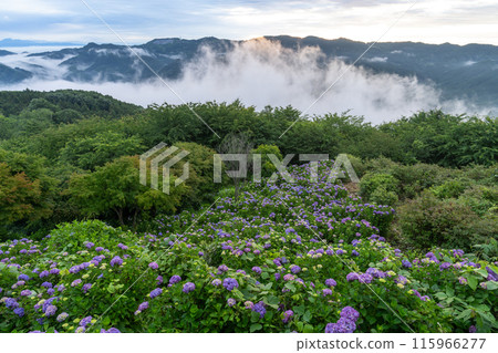 <Saitama Prefecture> Hydrangeas in the sky - Minoyama Park above the clouds <Saitama Prefecture> Hydrangeas in the sky - Minoyama Park above the clouds 115966277