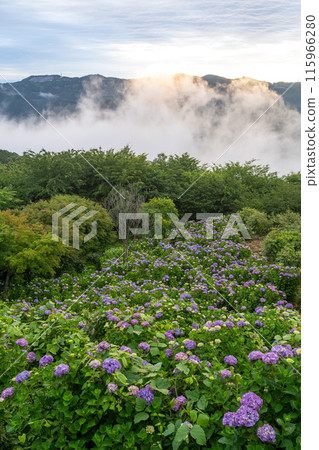 <Saitama Prefecture> Hydrangeas in the sky - Minoyama Park above the clouds 115966280