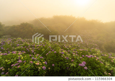 <Saitama Prefecture> Chichibu's Great Sea of Clouds - A Morning in the Rainy Season 115966304