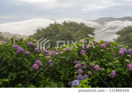 [埼玉縣]秩父的大雲海，雨季的早晨 115966309