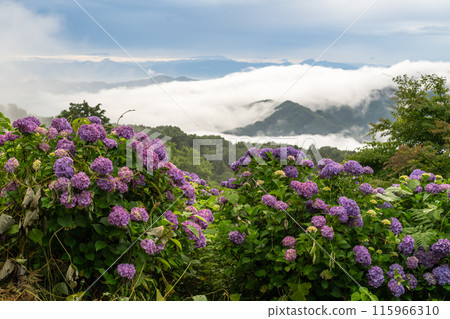 [埼玉縣]秩父的大雲海，雨季的早晨 115966310