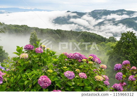 [埼玉縣]秩父的大雲海，雨季的早晨 115966312