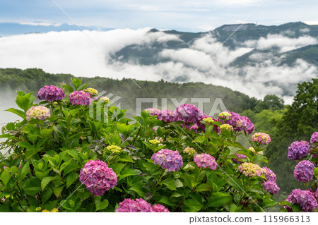 [埼玉縣]秩父的大雲海，雨季的早晨 115966313
