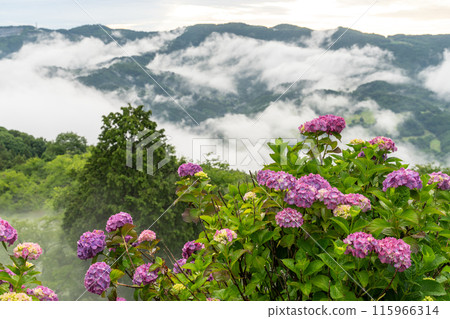 [埼玉縣]秩父的大雲海，雨季的早晨 115966314