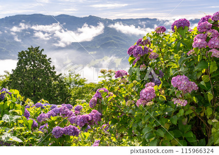 <Saitama Prefecture> Chichibu's Great Sea of Clouds - A Morning in the Rainy Season <Saitama Prefecture> Chichibu's Great Sea of Clouds - A Morning in the Rainy Season 115966324