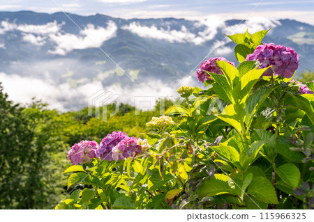 <Saitama Prefecture> Chichibu's Great Sea of Clouds - A Morning in the Rainy Season 115966325
