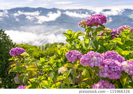 <Saitama Prefecture> Chichibu's Great Sea of Clouds - A Morning in the Rainy Season 115966326