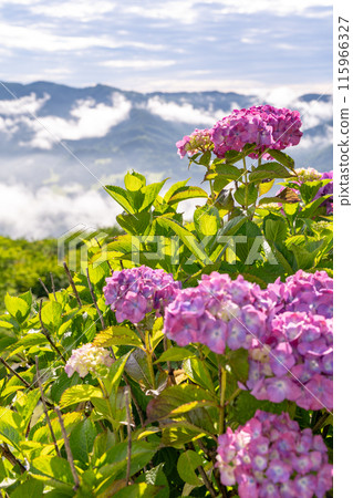 <Saitama Prefecture> Chichibu's Great Sea of Clouds - A Morning in the Rainy Season <Saitama Prefecture> Chichibu's Great Sea of Clouds - A Morning in the Rainy Season 115966327