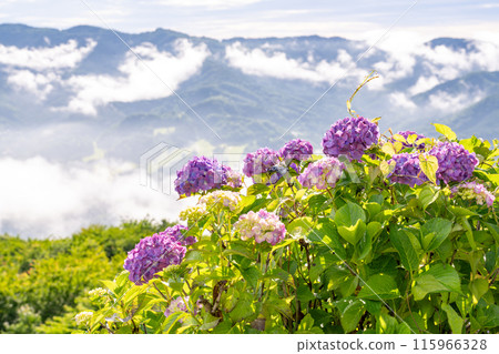 [埼玉縣]秩父的大雲海，雨季的早晨 115966328