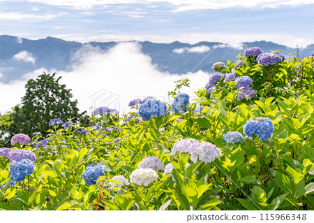 <Saitama Prefecture> Chichibu's Great Sea of Clouds - A Morning in the Rainy Season <Saitama Prefecture> Chichibu's Great Sea of Clouds - A Morning in the Rainy Season 115966348