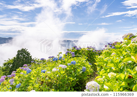 <Saitama Prefecture> Chichibu's Great Sea of Clouds - A Morning in the Rainy Season <Saitama Prefecture> Chichibu's Great Sea of Clouds - A Morning in the Rainy Season 115966369