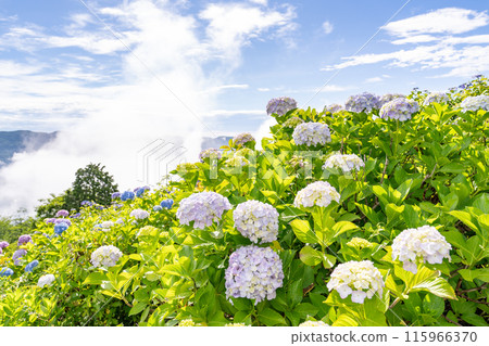 <Saitama Prefecture> Chichibu's Great Sea of Clouds - A Morning in the Rainy Season 115966370