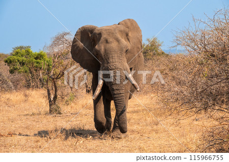 Male Elephant Approaching With Ears Spread, South Africa Male Elephant Approaching With Ears Spread, South Africa 115966755