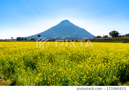 開聞岳和油菜花風景(指宿市) 開聞岳和油菜花風景(指宿市) 115966833