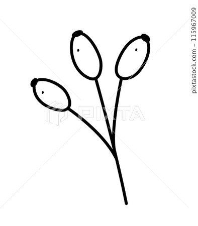 A branch with berries of rosehip doodle vector illustration, isolated on white. 115967009