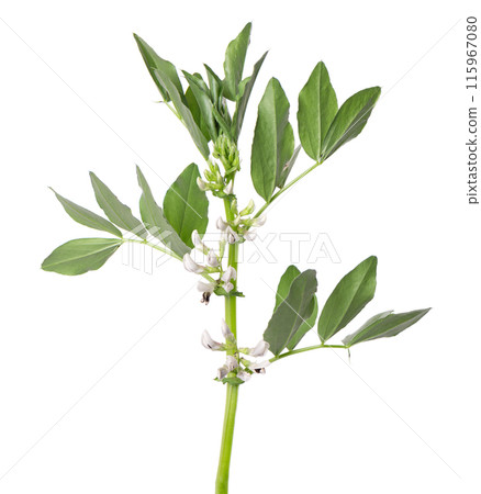 Green bush of fava beans with flowers, isolated on white background. Broad beans. 115967080