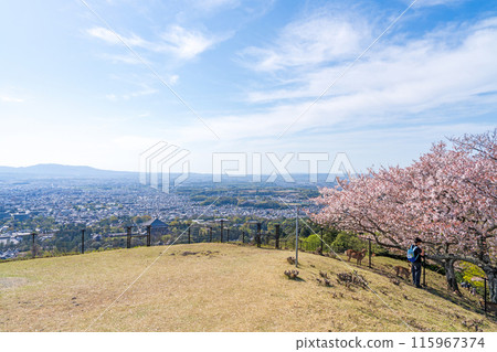 [春天]奈良公園若草山[櫻花] 115967374