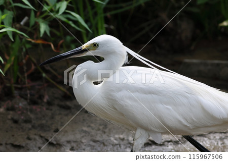 Walking Little Egret - Feather Pattern Walking Little Egret - Feather Pattern 115967506