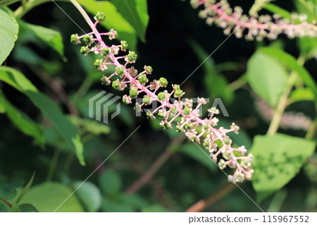 山牛蒡結出許多幼果 山牛蒡結出許多幼果 115967552