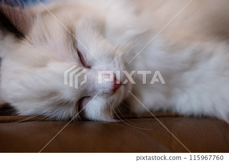 Cute, small Ragdoll cat sleeping on the sofa. 4 months old Cute, small Ragdoll cat sleeping on the sofa. 4 months old 115967760