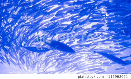 一群沙丁魚的背光陰影 115968031