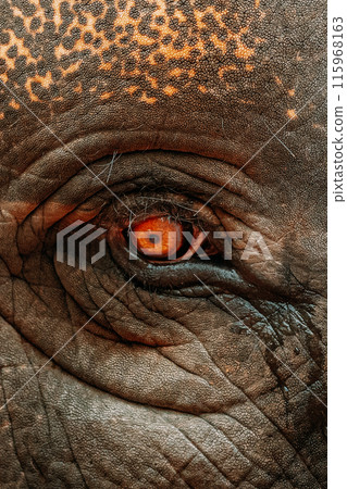 Goa, India. Close View Of Eye Of Elephant Cow Goa, India. Close View Of Eye Of Elephant Cow 115968163