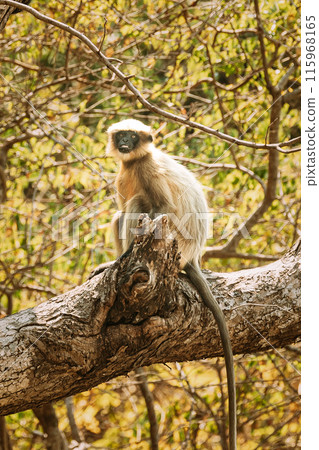 Goa, India. Funny Gray Langur Monkey Sitting On Of Tree 115968165