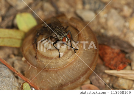 Close up The housefly insect on snail dead Close up The housefly insect on snail dead 115968169