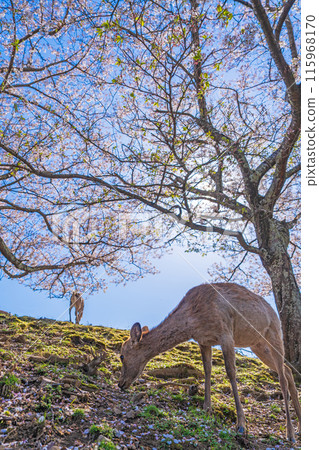 [Spring] Nara Park - Deer on Mount Wakakusa [Cherry Blossoms] 115968170