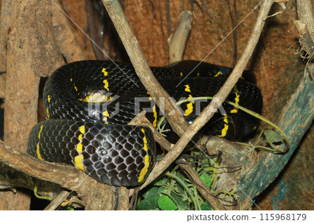 Close up head Gray banded cat-eye snake 115968179