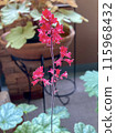 heuchera 口紅 紅花 115968432