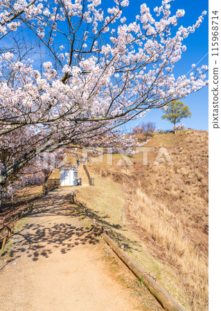 [春天]奈良公園若草山[櫻花] 115968714