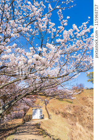 [春天]奈良公園若草山[櫻花] 115968717