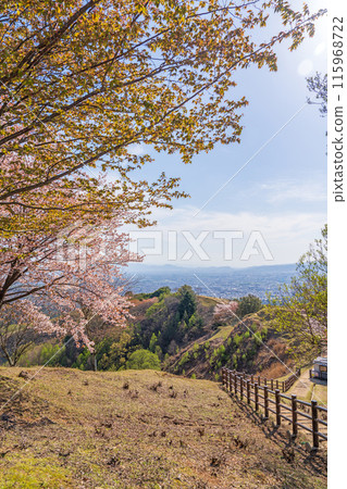 [春天]奈良公園若草山[櫻花] 115968722