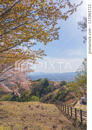 [春天]奈良公園若草山[櫻花] 115968723