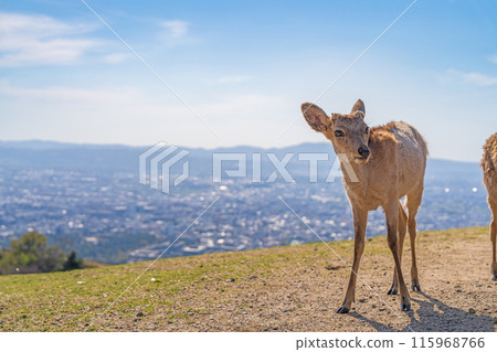 [春天]奈良公園若草山鹿 115968766