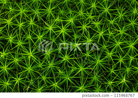 Natural green moss design shows a vibrant abstract pattern with glowing forms in vivid emerald color 115968767
