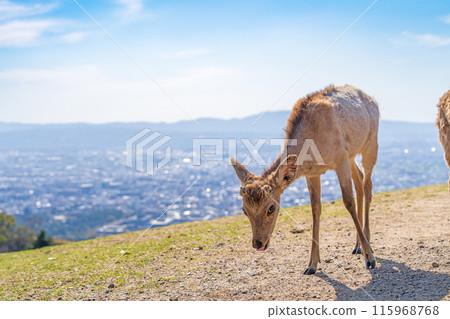 [春天]奈良公園若草山鹿 115968768