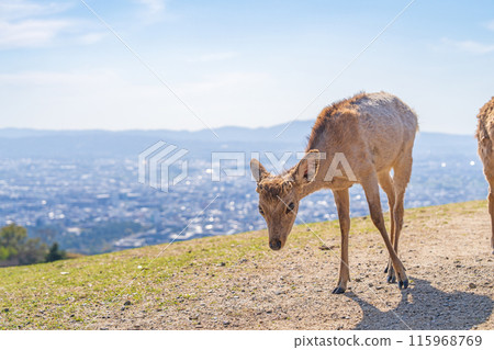[春天]奈良公園若草山鹿 115968769