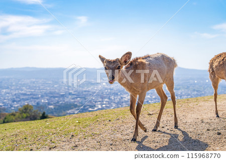 [春天]奈良公園若草山鹿 115968770