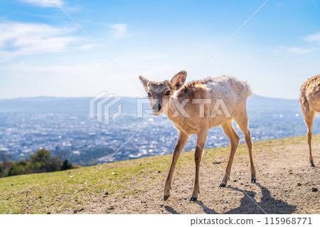 [Spring] Nara Park - Deer on Mount Wakakusa 115968771