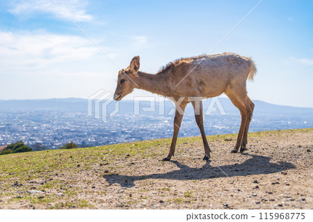 [春天]奈良公園若草山鹿 115968775