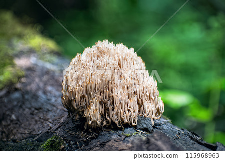 Artomyces pyxidatus (crown coral or crown-tipped coral fungus) grows on fallen log in the forest. Artomyces pyxidatus (crown coral or crown-tipped coral fungus) grows on fallen log in the forest. 115968963
