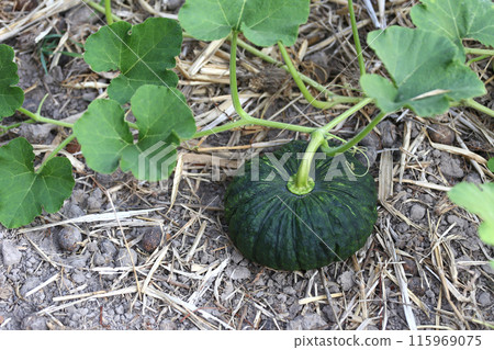 Not ripe green Pumpkin on ground. Not ripe green Pumpkin on ground. 115969075