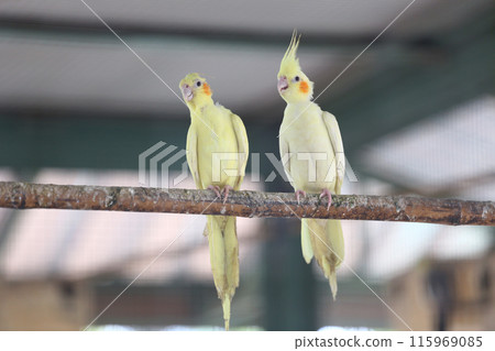 Two parrots perched on a wooden beam. 115969085
